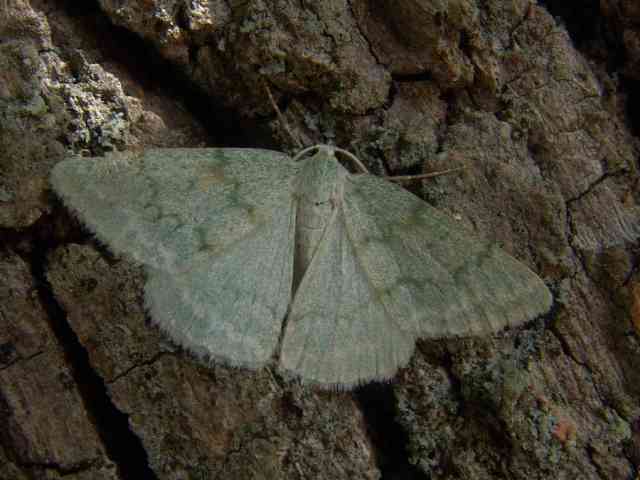 Pseudoterpna pruinata, de Grijsgroene zomervlinder.
